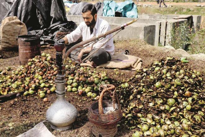 Walnuts are bought for Rs 200 per kg from Kashmir and sold for Rs 600 per kg in Jammu .Picture:INN