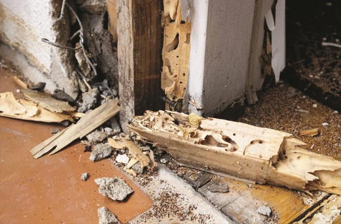 A termite can eat about two percent of its body weight each day