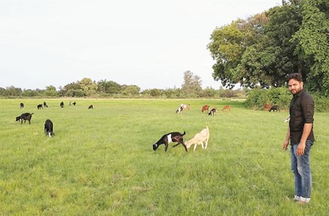 Goats grazing in the fields. Photo: INN