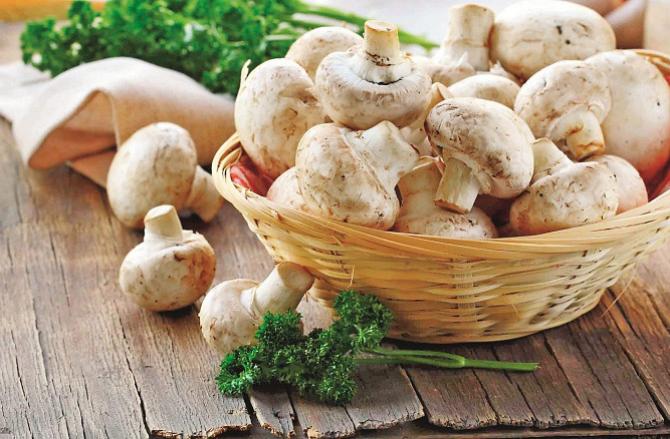Mushrooms have long been recognized as an important part of the diet. Photo: INN