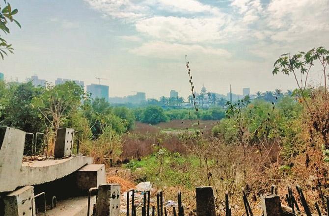 Reserve plot for Vikhroli cemetery where there are drains and constructions and other plot with mangroves. Photo: Inquilab