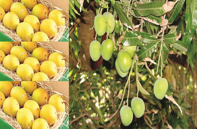  Hapus mangoes will be available in the market soon