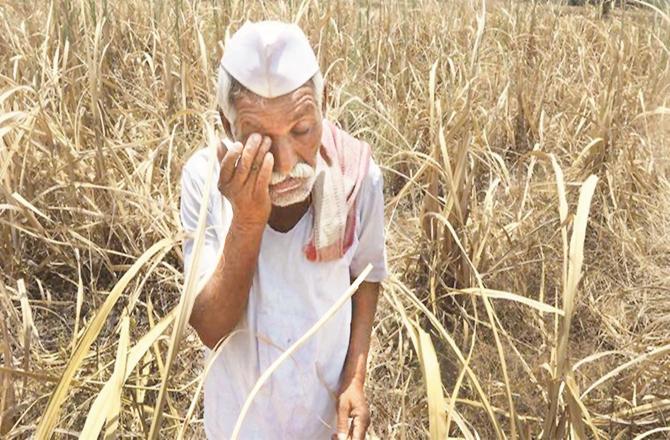 The incidents of farmer suicides are not stopping;(File Photo)