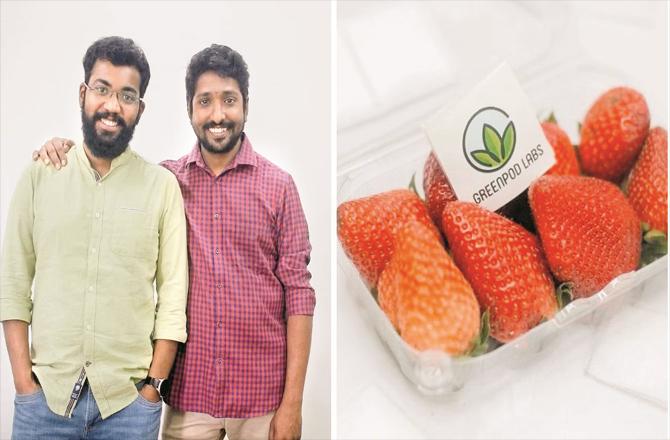 Right: The Green Pod Labs magic nest among the strawberries. Left: Deepak Rajmoon and Vijay Anand can be seen.