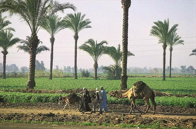 When Allah Ta`ala took the children of Israel from the deserts of Canaan and brought them to the green fields of Egypt, it actually gave the children of Israel an opportunity to reform the Copts. But he was oblivious to the duty of Iqama-e-Din.
