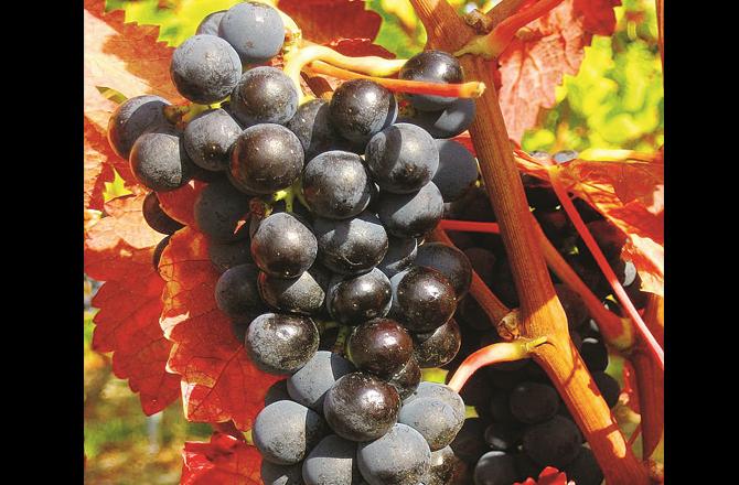 Black grapes boost immunity