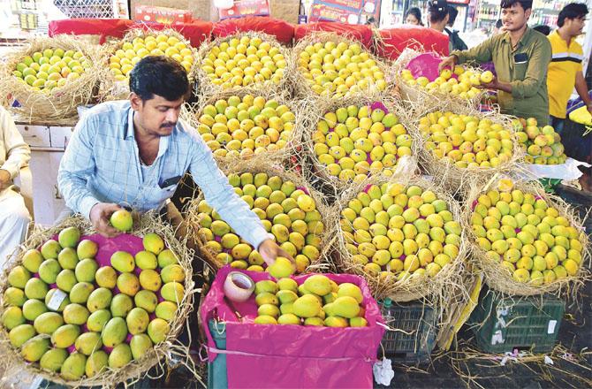 A large number of mangoes have arrived in Mumbai.
