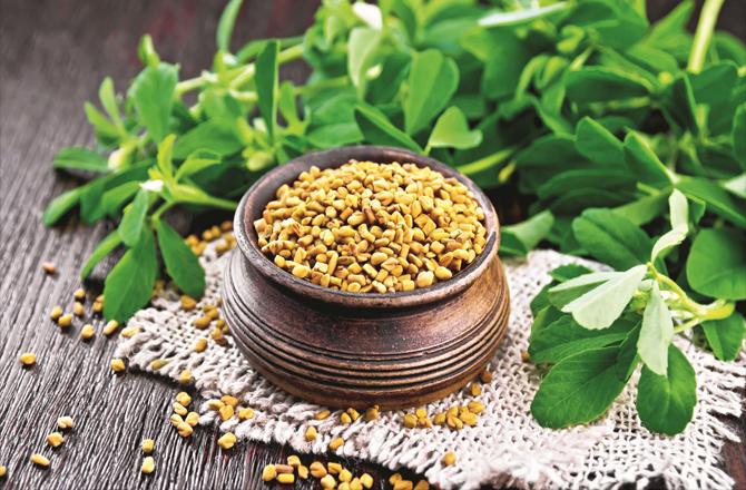 Useful fiber is found in fenugreek seeds