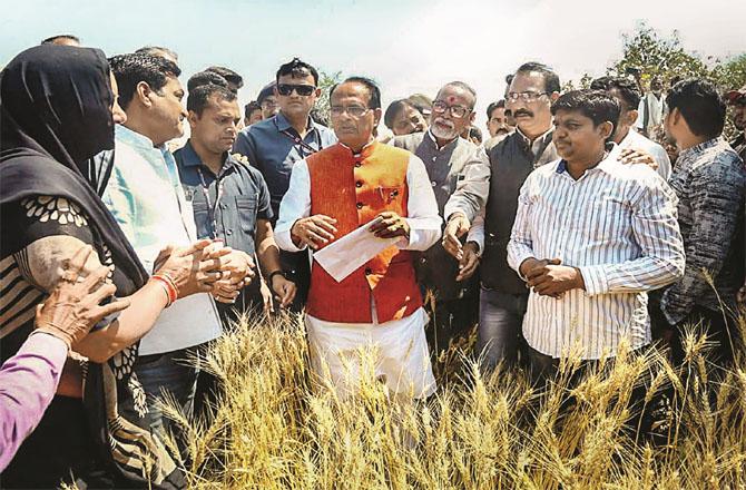 The Chief Minister of Madhya Pradesh can be seen inspecting the damaged crops and interacting with the farmers