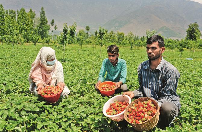 A Kashmiri farmer is pointing out the damage from his strawberry field