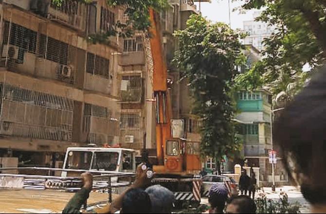 A branch of a Tanwar tree is being cut on Maratha Mandir Road.