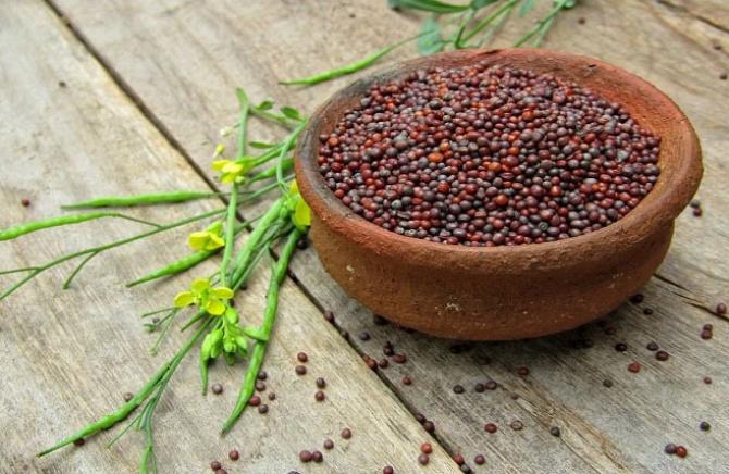 Mustard Seed. Photo: INN