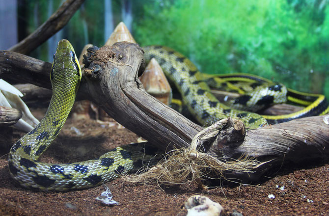 ناگ منی(Snake stone): اسنیک اسٹون کو سانپ کا پتھر، سانپ کا موتی، کالا پتھر، یا ناگ منی بھی کہا جاتا ہے۔ ہندو مت کے عقیدے کے مطابق جب کوبرا سانپ ۱۰۰؍ سال کا ہوجاتا ہے تو اس کے پیٹ میں ایک پتھر بن جاتا ہے جسے حاصل کرنے بعد طبعی ، نفسیاتی اور روحانی بیماریوں کا علاج ممکن ہوپاتا ہے۔ حقیقت میں ایسا نہیں ہے۔ سانپ کے پاس کوئی ناگ منی نہیں ہوتی ہے۔