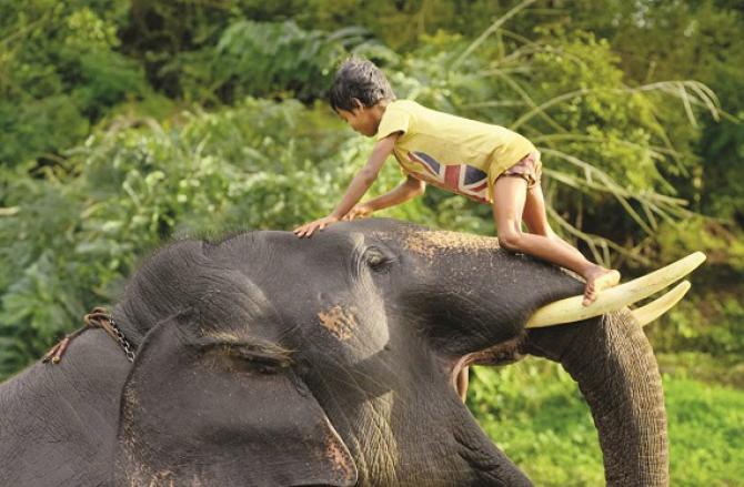 The movie `Elephant Whisper` which was released last year has also received a lot of praise at the international level. Photo: INN