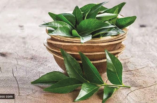 Curry Leaves. Photo. INN