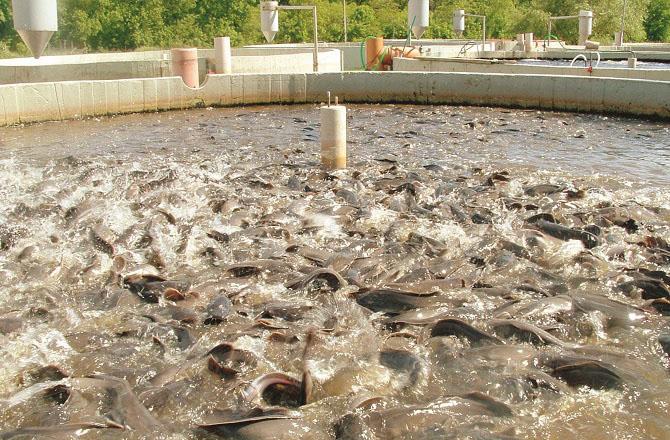 Fishing business can be profitable. Photo: INN