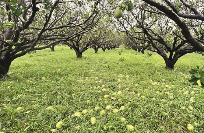 Grapefruits are scattered in a garden. Photo: CNA