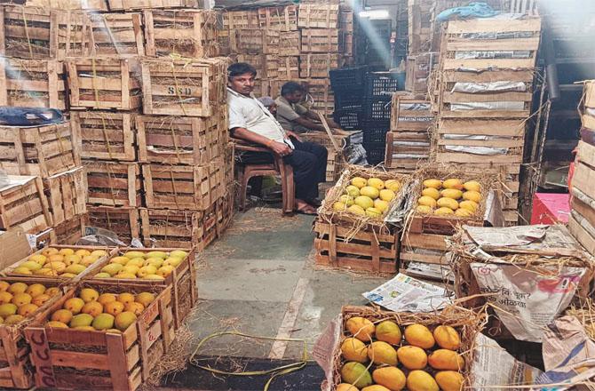 A large number of mangoes can be found at the APMC market in Vashi. Photo: Inquilab
