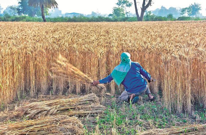 Even today wheat harvesting is done in villages but now people have forgotten the term `Katya Lagna`. Photo: INN