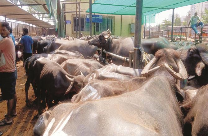 In Deonar, large animals are screened to protect them from the sun. Photo: INN