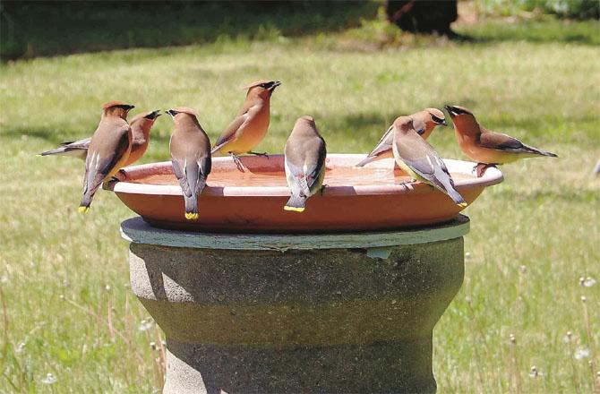The garden department of BMC has placed water pots at various places for the birds. Photo: INN