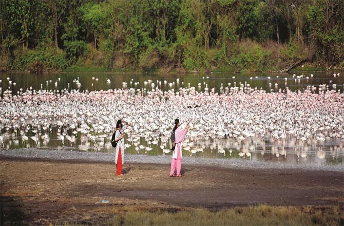 The death of flamingos in Nerul`s DPS lake has worried environmental organizations. Photo: INN