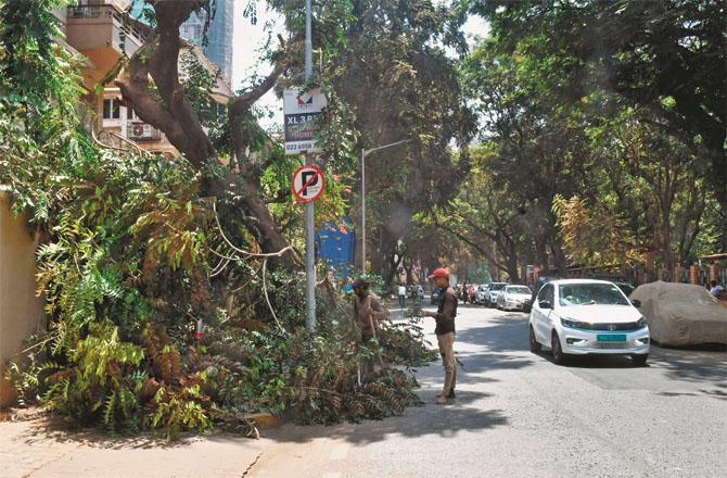 Municipal employees trimming a tree in Shivaji Park area. Photo: Ashish Raje