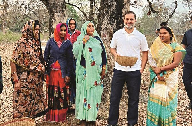 Rahul Gandhi in Madhya Pradesh with women who were picking Mahwa Ali Sabah. Photo: INN