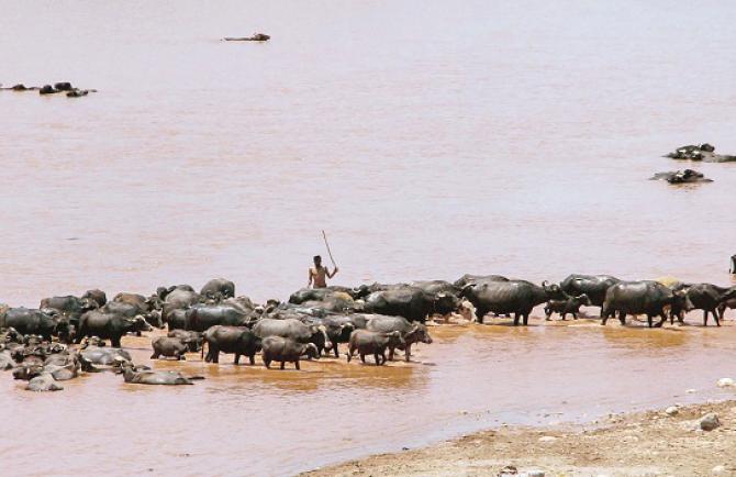 Buffaloes are seen in the river Tawi in Jammu. Photo: PTI