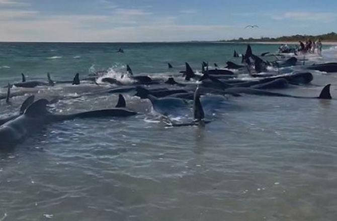 Whales Can Seen Shore. Photo: X