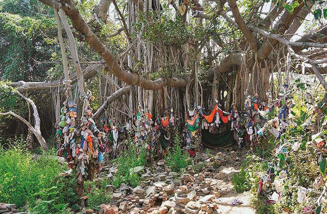 Banyan tree. Photo: INN