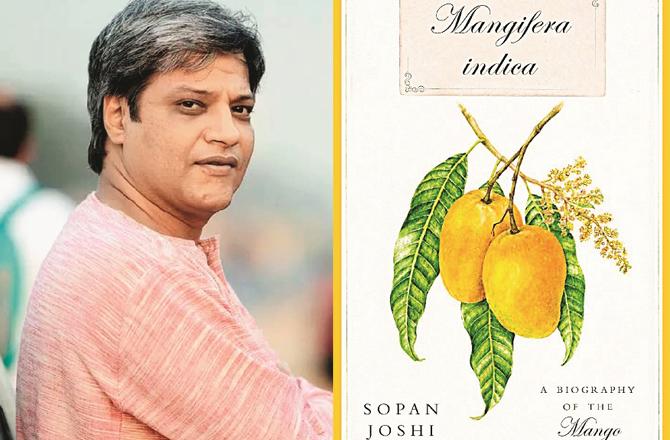 Author `Sopan Joshi` has provided a lot of information about mangoes around the world in his recent book `Mangifera Indica`. Photo: INN.