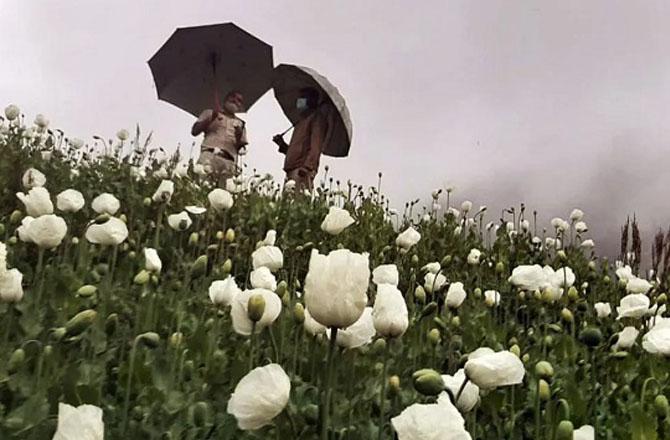 Opium farm. Photo: INN