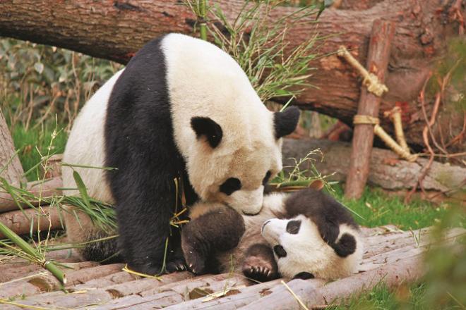 Pandas strike a balance between being overly controlling and overly protective of children. Photo: INN