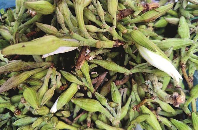 Bauhinia Variegata is useful for stone patients. Photo: INN