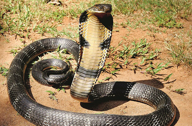 سانپ(Snake): سانپ مختلف خطوں اور سخت ترین ماحول میں بھی خود کو رہنے کے قابل بنا لیتے ہیں ۔انسان کو چاہئے کہ وہ مشکل اور ناگزیر حالات میں بھی خود کو ڈھالنے کی کوشش کرے ۔سانپ کبھی بھی خود سے حملہ آور نہیں ہوتا بلکہ ڈر اور خوف کی صورت میں اپنا آخری حربہ استعمال کرتا ہے۔ انسانوں کو بھی تشدد کی طرف پہلے راغب نہیں ہونا چاہئےبلکہ ہمیں دانشمندی اورموثر حکمت عملی کے ساتھ دیگر آپشنز کو پہلے استعمال کرنا چاہئے۔ سانپ کی نظر کمزور ہوتی ہے،وہ اپنے حواس پر بھروسہ کرتے ہیں۔ اطراف کے حالات سے واقفیت کیلئے زبان کا استعمال کرتے ہیں۔سانپوں کی یہ صفت سکھاتی ہے کہ ہم ہمیشہ اپنی آنکھوں پر بھروسہ نہ کریں، معاملے کی مسلسل جانچ پڑتا ل کریں اور خود سے یہ فیصلہ کریں کہ آپ کا عمل مقصد کے قریب لے جائےگا یا دور۔سانپ ایک خاموش شکاری ہے۔وہ اپنے ہدف پر مسلسل نظر رکھتا ہےاور اپنے مقصد کے حصول میں خاموشی کا مظاہرہ کرتا ہے۔ انسان خصوصاً طلبہ بھی اپنی زندگی میں جو بھی اہم کام کریں، خاموشی سے کریں، ثابت قدم رہیں اور نگاہ اپنے ہدف پرمرکوز رکھیں۔