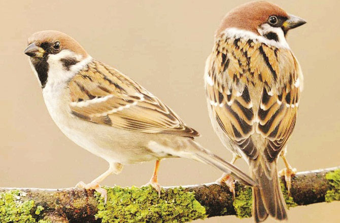 چڑیا(Sparrow): چڑیا ،محنت کش اور معاونت کا استعارہ ہے۔وہ اپنی محنت پر یقین رکھتی ہے اور کام میں ایکدوسرے کی معاونت کرتی ہے۔اگر انسان بھی محنت شاقہ اور دوسروں کی مدد کرنے کو اپنی عادت بنالےتو وہ ایک کامیاب انسان کے ساتھ اچھا انسان بھی کہلائے گا ۔چڑیا وقت ضائع نہیں کرتی۔ وہ ہمیشہ اپنے وقت کو صحیح کاموں میں استعمال کرتی ہے۔ کامیاب انسان بننے اور کامیاب زندگی گزارنے کیلئے اس صفت کا ہونا نہایت ضروری ہے۔ چڑیاکے دن کا آغاز خوشی میں چہچہاتے ہوئے ہوتا ہے۔ وہ اپنے گروپ یا کمیونٹی میں رہنا زیادہ پسند کرتی ہے۔ انسانوں کو بھی چاہئے کہ وہ نئی امید کے ساتھ دن کا استقبال کریں اور اپنے گھر والوں اور رشتہ داروں کا ساتھ کبھی نہ چھوڑیں۔ چڑیا اپنی شخصیت کو کبھی مخفی نہیں رکھتی۔ بلکہ وہ اس حقیقت کو تسلیم کرتی ہے کہ وہ جیسی ہے دوسروں سے منفرد ہے۔جس انسان میں خود کو قبول کرنے کا حوصلہ نہیں ہوتا وہ کبھی خوش نہیں رہ سکتا۔چڑیا وہی کام کرتی ہے جو اس کے اطمینان قلب کا باعث بنے۔ وہ بھیڑ کی پیروی نہیں کرتی اس لئے پُر اعتماد رہتی ہے۔