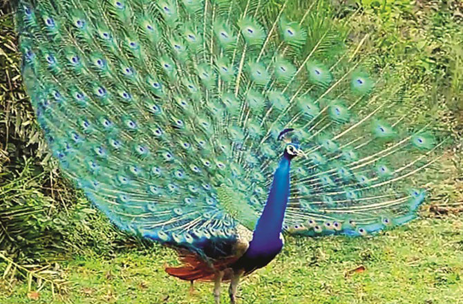 مور(Peacock): مور اپنے بڑی جسامت کے باوجود اُڑتاہے۔ دوسرے پرندوں کو دیکھ کر اس کی پرواز کرنے کی صلاحیت پر شک ہو سکتا ہے لیکن وہ ایسا کرتا ہے۔اسی طرح، زندگی میں ہم ان لوگوں کے سامنے اپنی صلاحیت کا لوہا منوا سکتے ہیں جو ہماری قابلیت پر شک کرتے ہیں۔ مور ایک سماجی پرندہ ہے جو اپنی کمیونٹی کے ساتھ رہنا پسند کرتا ہے اور سبھی کے ساتھ دوستانہ تعلق قائم رکھتا ہے۔خود میں بھی دوستانہ صفت پیدا کرنا اپنےلئے بھی اچھا ہے اور دوسروںکیلئے بھی۔ وہ قدرتی طور پر باوقار ہوتا ہے۔ وہ خود کو پہچانتا ہے۔ وہ شاہانہ افتخار کے ساتھ خود اعتمادی سے چلتا ہے۔ہمیں بھی چاہئے کہ اپنی ذات کو پہچانتے ہوئے خود اعتمادی کے ساتھ آگے بڑھیں۔ خود قبولیت کی صفت تعلیمی اور عملی زندگی میں کامیابی کی کنجی سمجھی جاتی ہے۔ مورکی یہی خوبی اسے خاص بناتی ہے۔مور خوش رہنے والا پرندہ ہےجو چھوٹے لمحات میں بھی خوشی کا عنصر تلاش کرلیتا ہے۔ انسانوں کو بھی صرف بڑی خوشیوںکے پیچھے نہ بھاگتے ہوئے چھوٹی خوشیوں سے بھی محظوظ ہونا چاہئے۔بظاہر پُرسکون نظر آنے والا یہ پرندہ ، زہریلے سانپوں کو مارنے کی بھی صلاحیت رکھتا ہے۔ ہمیں بھی ایسا بننا چاہئے۔