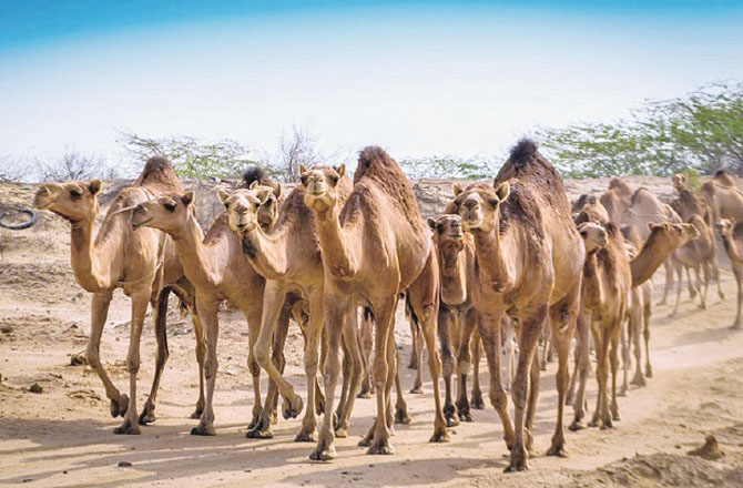 اونٹ(Camel): اونٹ کو اپنی منزل کا علم ہوتا ہےاور اس تک پہنچنے کیلئے وہ راستے تلاش کرتا ہے۔ انسانوں کو بھی چاہئے کہ وہ سب سے پہلے اپنے نصب العین کا تعین کریں پھراسے پانے کیلئے جدوجہد کریں۔ اونٹ اپنی منزل تک پہنچنے کیلئے کسی کا انتظار نہیں کرتا بلکہ بعض دفعہ وہ اپنے سفر میں اکیلا ہی ہوتا ہے۔غور کیا جائےتو ہر انسان کا مقصد اور اس تک پہنچنے کا راستہ بھی مختلف ہوتا ہے۔اگر آپ کو اپنی کامیابی کے سفر میں دوسروں کے ساتھ کا انتظار ہے تو آپ منزل تک پہنچنے کی شروعات کبھی نہیں کرسکتے۔اونٹ کئی دنوں تک بغیر خوراک کے چلتا ہے۔وہ اپنےوسائل کو بہتر طریقے سے استعمال کرتا ہے۔اس کی یہ صفت سکھاتی ہے کہ وسائل کا بقدر ضرورت استعمال ہی دانشمندانہ قدم ہے۔ اونٹ صحرائی جہاز کہلاتا ہےجہاں وہ شدید گرمی میں بھی منزل کی طرف اپنا سفر جاری رکھتا ہے۔ہمیں بھی حصول کامیابی کے دوران آنے والی مشکلات اورچیلنجز کا سامنا کرنا چاہئے۔ جب ایک اونٹ اپنے ریوڑ کی قیادت کرتا ہے تو وہ ان کی ضروریات اورسہولیات کا خاص خیال رکھتا ہے۔ زندگی میں ایک کامیاب لیڈر بننے کیلئے اونٹ کی یہ صفت اہمیت کی حامل ہے۔