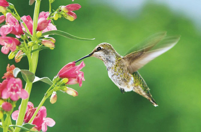 ہمنگ برڈ(Hummingbird): ہمنگ برڈ آگے، پیچھے، دائیں ،بائیں یہاں تک کہ الٹا بھی اڑسکتا ہے۔ وہ ہرسمت میں خود کو اُڑنے کے قابل بناتا ہے۔غور کیا جائے تو کریئر اور کامیابی کی راہیں بھی سیدھی نہیں ہوتیں۔خود میں متنوع صلاحیتیں پیدا کرکے ہم بھی منفرد بن سکتے ہیں۔ ہمنگ برڈ خطرات اور رسک مول لینے سے کبھی نہیں گھبراتا۔وہ اپنی رہائش گاہ تبدیل کرتا رہتا ہے۔ہمیشہ نئی منزل اور مقام کی تلاش میں رہتا ہے۔انسان کو بھی اگر بڑی اور دیر پا کامیابی چاہئے تواسے اپنی حدود سے نکل کر خطرات مول لینے ہوںگے۔بغیر خطرات اور قربانیوں کے کامیابی کا کوئی تصور نہیں ہے۔ہمنگ برڈ اپنا کام جو اُس کے ذمہ ہوتا ہے،وہ بخوبی انجام دیتا ہے۔ یہی وجہ ہے کہ وہ کسی بھی چیز کو پیچھے چھوڑ دینے کی صلاحیت رکھتا ہے۔ اگر ہم بھی تعلیمی اور پیشہ ورانہ زندگی میں اپنے کام کو احسن طریقے سے انجام دیں تو ہمیں کامیابی سے کوئی نہیں روک سکتا۔دوسروں کے ساتھ ہمیشہ ایسا سلوک کریں جیساآپ خود چاہتے ہیں۔ یہ تبھی ممکن ہے جب آپ ہمنگ برڈ کی طرح دوسروں کی حوصلہ افزائی کرتے ہوئے انہیں بھی آگے بڑھائیں گے۔