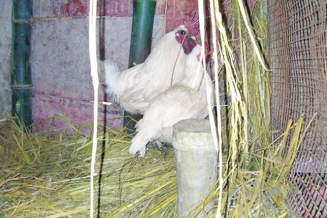 The practice of keeping chickens is gradually disappearing. Photo: INN