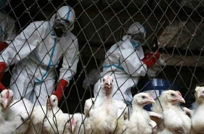 Bird flu is on the rise in Cambodia. Photo: INN