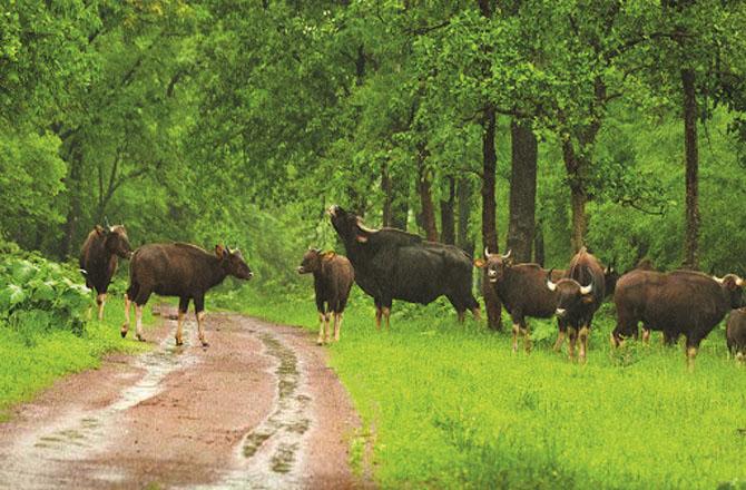 Buffaloes can be seen roaming in the forest