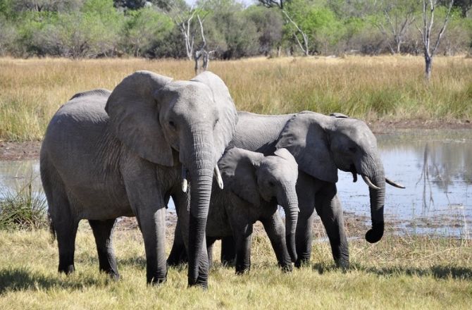 ہاتھی: یہ اپنی غیر معمولی یادداشت کیلئےجانا جاتا ہے۔اپنے قد اور جسامت کی وجہ سے یہ انسانوں پر مختلف طریقوں سے حملے کر سکتا ہے۔افریقی ہاتھی کا وزن آٹھ ٹن اور ایشیائی ہاتھی کا وزن ساڑھے پانچ ٹن تک ہو سکتا ہے۔ ہر سال تقریباً ۶۰۰؍ افراد ہاتھیوں کے حملے میں ہلاک ہوتے ہیں۔