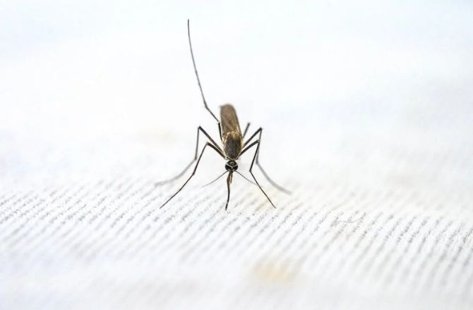 مچھر: حالیہ تحقیقات کے مطابق مچھرکو دنیا کا خطرناک ترین جانور سمجھا جاتا ہے جس سے ملیریا سمیت کئی قسم کی بیماریاں پھیلتی ہیں۔ مچھروں کے سبب ہر سال تقریباً ۷؍لاکھ&nbsp; ۲۵؍ ہزار افراد کی موت ہوتی ہے۔ قابل غور بات یہ ہے کہ صرف مادہ مچھر کاٹتی ہے۔