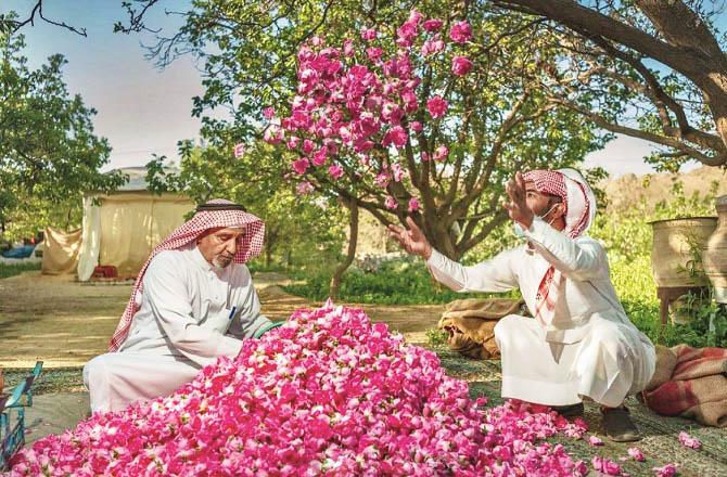 Taif is also known as the city of flowers and every year a special festival of rose flowers is celebrated here. Photo: INN