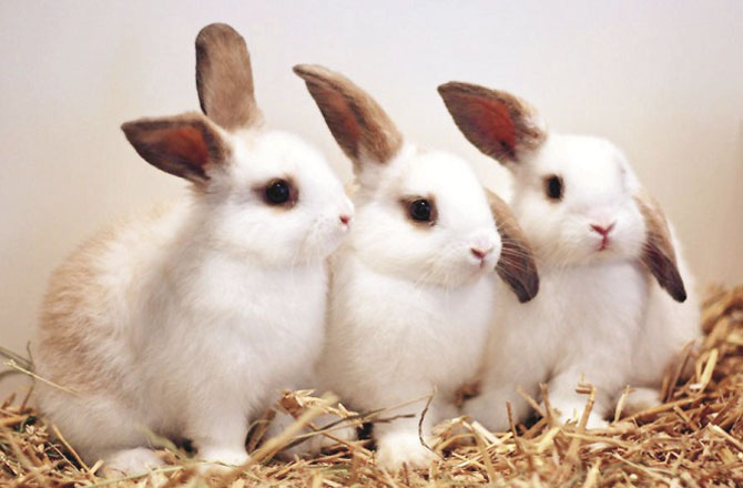 خرگوش(Rabbit): خرگوش سویرے اٹھنے کے عادی ہوتے ہیں۔ وہ بھرپور توانائی کے ساتھ آنے والے دن کیلئے تیار رہتے ہیں ۔انسان بھی ان سے سحر خیزی کی صفت سیکھ کر دن کی بہترین شروعات کرسکتا ہے۔ خرگوش معاف کرنے میں عجلت کا مظاہرہ کرتے ہیں اور کسی سے زیادہ دیر تک رنجش نہیں رکھتے ہیں ۔دوسرے کو جلد معاف کردینے اور دل کو رنجشوں سے پاک کرنے کی یہ خوبی انسان کو اعلیٰ کر داراور صفات کا حامل بناتی ہے۔ خرگوش اپنے پیاروں کے ساتھ ہمیشہ وفا دار رہتے ہیں۔ انسان بھی ان سےدرس وفا سیکھ کراپنوں کی نظر میں محترم بن سکتا ہے۔ خرگوش ہمیشہ وہی غذائیں کھاتے ہیں جو ان کے پیٹ اور صحت کو نقصان نہ پہنچائیں۔ انسانوں کو بھی چاہئے کہ وہ مضر اور نقصاندہ اشیا سے اجتناب کرتے ہوئے متوازن غذا کھائیں۔خرگوش اپنے ساتھیوں اور حلقوں کے درمیان بات چیت کرنے کو زیادہ ترجیح دیتے ہیں۔ انسان بھی یہ صفت اپنا کر اپنی سماجی و نجی زندگی کو بہتر اور کامیاب بنا سکتا ہے۔&nbsp;