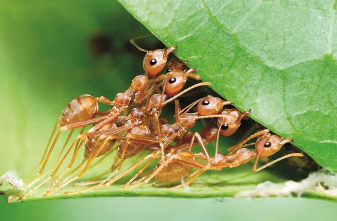 چیونٹی(Ant): چیونٹیاں نظم و نسق اور ڈسپلن کی پابند ہوتی ہیں۔ انسان بھی اپنے اندر ڈسپلن اور نظم و نسق کی صفات پیدا کرکے بہتر سماج کی تشکیل میں اپنا کردار ادا کرسکتا ہے اور کامیاب ہوسکتا ہے۔چیونٹیوں کی ایک خاص صفت خیر خواہی بھی ہوتی ہے۔وہ دوسروں کو مشکل حالات سے آگاہ کراتی ہیں۔انسان بھی خیر خواہی کی یہ صفت اپنا کر اپنے رشتے استوار کرسکتا ہے۔ چیونٹیاں اپنی رانی کی مطیع اور فرمانبردار ہوتی ہیں اور اس کی ہر حکم کی تعمیل کرتی ہیں ۔انسان بھی اپنے بڑوں کی باتیں مان کر اور ان پر عمل کرکے کامیاب زندگی گزار سکتا ہے۔آپس میں کاموں کی منظم تقسیم چیونٹیوں کی اہم صفت ہے۔جو کام جس کے ذمہ ہوتا ہے وہ اسے پورا کرنے کا مکلف بھی ہوتا ہے۔ انسان اس صفت کو اپنا کر اپنے کام آسان کرسکتا ہے۔اس کی ایک دوسرے کا خیال رکھنے کی صفت سکھاتی ہے کہ اپنی ذمہ داریوں کی ادائیگی کے ساتھ ماتحتوں کا بھی خیال رکھیں۔ یونٹیوں کا اتحاد یہ سکھاتا ہے کہ مشکل وقت میں ایک دوسرے کا ساتھ دے کر مسائل کا مقابلہ کریں ۔نہ صرف مشکلات میں بلکہ اہم امور کی انجام دہی میں بھی اتحاد و اتفاق کا مظاہرہ کریں۔