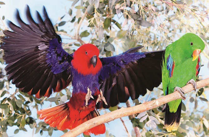 طوطا(Parrot): طوطا اپنے دن کی شروعات ہشاش بشاش اور نئی توانائی کے ساتھ کرتا ہے۔ سستی اور کاہلی سے ہمیشہ دور رہتا ہے۔انسان بھی اپنے دن کا آغاز مسکرا کر اور خوش ہوکرکر ے تو دن یقیناً اچھا جائے گا ۔طوطا جسے عزیز رکھتا ہے اسے جوش و خروش کے ساتھ سلام کرتا ہے اوراس سے بات کرنے کی کوشش کرتا ہے۔ملاقات کے دوران گرم جوشی سامنے والے فرد کے دل ودماغ پر اچھا اثر مرتب کرتی ہے۔طوطے میں کسی بھی چیز کوجلدی کیچ کرکے سیکھنے کی صلاحیت ہوتی ہے۔ انسانوں اور خصوصاً طلبہ کو چاہئے کہ وہ بھی نئی چیزوں کو سیکھنے میں از خود پہل کریں اور اپنی صلاحیتوں کو بروئے کار لائیں ۔ہماری زیادہ تر پریشانیوں کا سبب یہ ہوتا ہے کہ ہم ایک دوسرے سے بات نہیں کرتے اور مسائل دھیرے دھیرے بڑھتے جاتے ہیں۔ طوطے پریشانی کے وقت ایک دوسرے سے بات کرتے ہیں اور اس طرح وہ خود کو بڑی پریشانی سے محفوظ رکھتے ہیں۔طوطا سماجی پرندہ ہونے کی وجہ سے اپنے جھنڈ میں رہنا پسند کرتا ہے۔انسانوں کو بھی سماج اور معاشرے میں رہتے ہوئے سماجی مسائل کو حل کرنے کی تدبیر کرنی چاہئے۔طوطا انسانوں کے ساتھ بہت جلد مانوس ہوجاتاہے۔