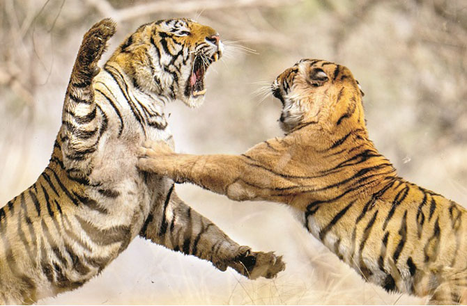 شیر(Tiger): شیر بےباکی اور بے خوفی کا استعارہ ہے۔کسی بھی پریشانی اور مسائل کا مقابلہ کرنے کیلئے نڈر اور بیباک ہونا ضروری ہے۔ انسان بھی یہ صفت اپنا کر مسائل کو شکست دے سکتا ہے۔ شیروں کی ایک خاص صفت خود اعتمادی اور یقین بھی ہے۔ خود پر اعتماد اور یقین ہی اسے جنگل کا بادشاہ بناتی ہے۔ انسان بھی خود اعتمادی کے ذریعہ ایک کامیاب عملی زندگی گزار سکتا ہے۔ کامیابی کے حصول میں بعض دفعہ رسک بھی لینا پڑتا ہے۔ شیر کبھی بھی رسک لینے سے نہیں گھبراتاخواہ وہ اپنے مقصد میں کامیاب ہو یا نہ ہو۔اسی طرح انسانوں کو بھی خود پر یقین رکھتے ہوئے تعلیمی و عملی زندگی میں رسک لینا چاہئے۔شیر تمام حالات کا مقابلہ اس وجہ سے کر پاتا ہے کیونکہ وہ طاقتور اور بہادر ہوتا ہے۔ نہ صرف جسمانی بلکہ نفسیاتی و جذباتی طور پر بھی ۔ انسان بھی ان صفات کو اپنا کر مشکل حالات کا مقابلہ کرسکتا ہے۔ اپنے مقصد اور ہدف پر توجہ مرکوز رکھنا شیر کی اہم خصوصیت ہے ۔ وہ اپنے مقصد کے تئیں فوکسڈ ہوتے ہیںجبکہ انسانوں کو کامیابی بھی تبھی ملتی ہے جب وہ توجہ اپنےہدف پر رکھتے ہیں۔ شیروں میں لیڈر شپ کوالیٹی حد درجہ پائی جاتی ہے۔ انسان بھی اس صفت کو اپنا کر سماج اور معاشرے کی بہتر رہنمائی کرسکتا ہے۔